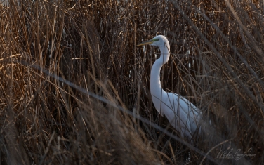 Great-Egret-(Ardea-alba)