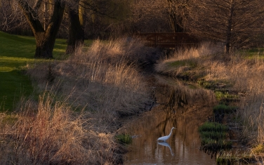 Great-Egret-(Ardea-alba)