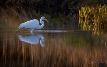 Great-Egret-(Ardea-alba)