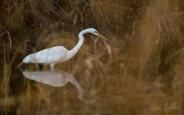 Great-Egret-(Ardea-alba)
