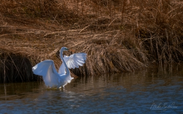 Great-Egret-(Ardea-alba)