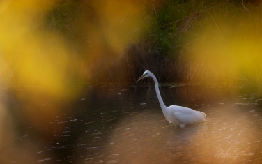 Great-Egret-(Ardea-alba)