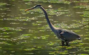 Great-Blue-Heron-(Ardea-herodias)