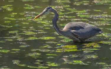 Great-Blue-Heron-(Ardea-herodias)