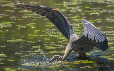 Great-Blue-Heron-(Ardea-herodias)