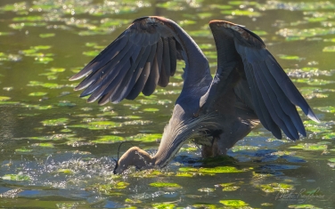 Great-Blue-Heron-(Ardea-herodias)