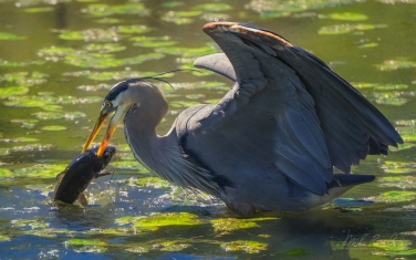 Great-Blue-Heron-(Ardea-herodias)