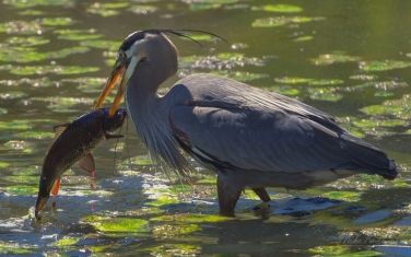Great-Blue-Heron-(Ardea-herodias)