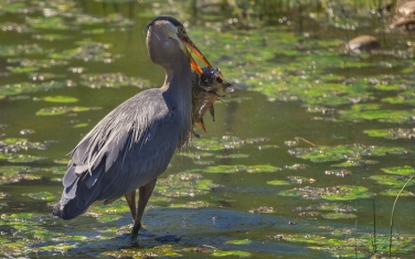 Great-Blue-Heron-(Ardea-herodias)