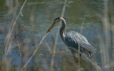 Great-Blue-Heron-(Ardea-herodias)