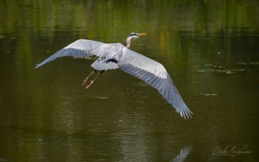 Great-Blue-Heron-(Ardea-herodias)