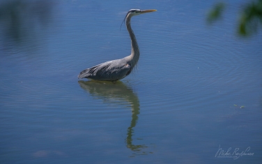 Great-Blue-Heron-(Ardea-herodias)