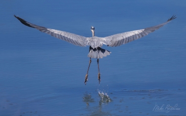 Great-Blue-Heron-(Ardea-herodias)