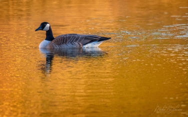 Canada-Goose-(Branta-canadensis)