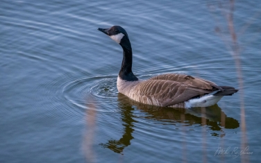 Canada-Goose-(Branta-canadensis)