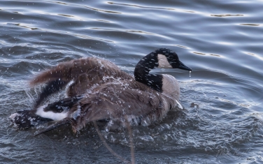Canada-Goose-(Branta-canadensis)