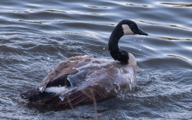 Canada-Goose-(Branta-canadensis)