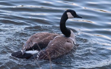 Canada-Goose-(Branta-canadensis)