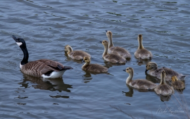 Canada-Geese-(Branta-canadensis)