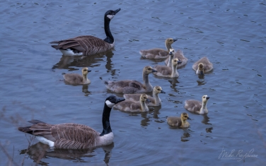 Canada-Geese-(Branta-canadensis)