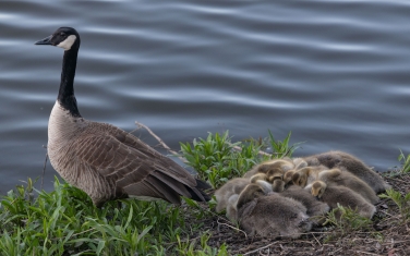 Canada-Geese-(Branta-canadensis)