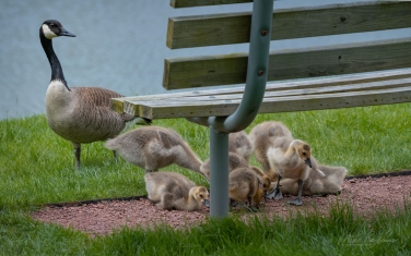 Canada-Geese-(Branta-canadensis)