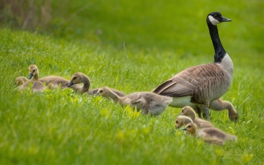 Canada-Geese-(Branta-canadensis)