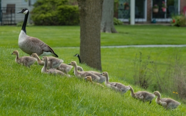 Canada-Geese-(Branta-canadensis)
