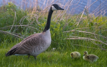 Canada-Geese-(Branta-canadensis)