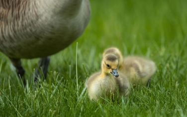 Canada-Geese-(Branta-canadensis)