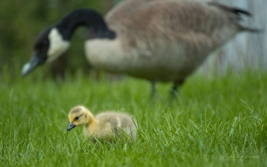 Canada-Geese-(Branta-canadensis)