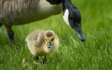 Canada-Geese-(Branta-canadensis)