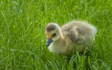 Canada-Goose-(Branta-canadensis)-chick