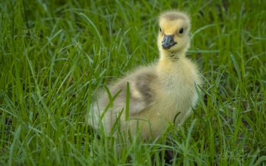 Canada-Goose-(Branta-canadensis)-chick