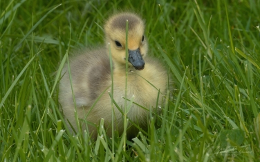 Canada-Goose-(Branta-canadensis)-chick