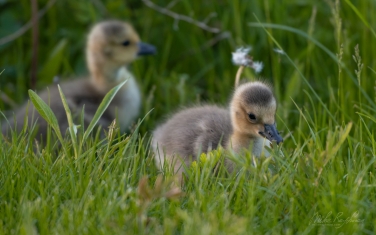 Canada-Goose-(Branta-canadensis)-chicks