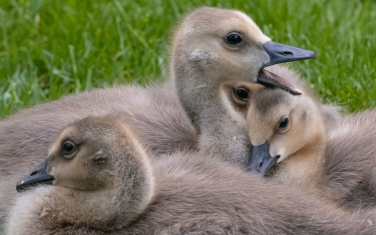 Canada-Goose-(Branta-canadensis)-chicks