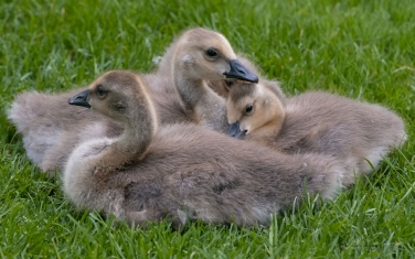 Canada-Goose-(Branta-canadensis)-chicks