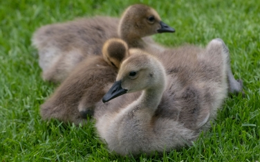 Canada-Goose-(Branta-canadensis)-chicks