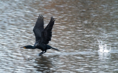 Double-Crested-Cormorant-(Phalacrocorax-auritus)
