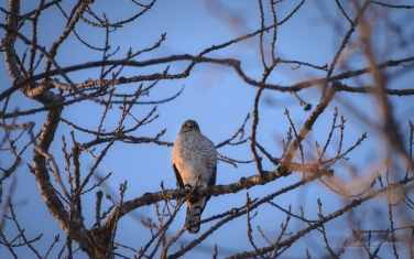 Cooper's-Hawk-(Accipiter-cooperii)