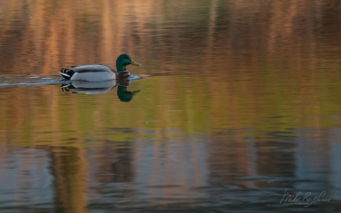 Mallard-Duck-(Anas-platyrhynchos)