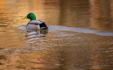Mallard-Duck-(Anas-platyrhynchos)