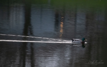 Mallard-Duck-(Anas-platyrhynchos)