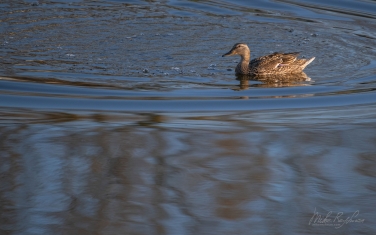 Mallard-Duck-(Anas-platyrhynchos)