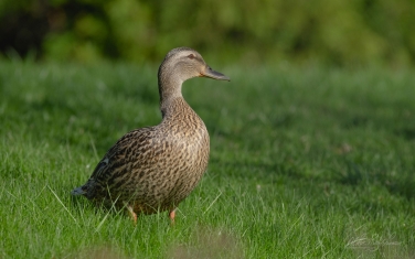 Mallard-Duck-(Anas-platyrhynchos)