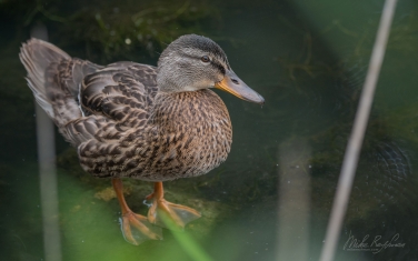 Mallard-Duck-(Anas-platyrhynchos)