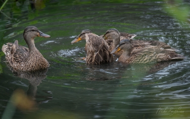 Mallard-Ducks-(Anas-platyrhynchos)