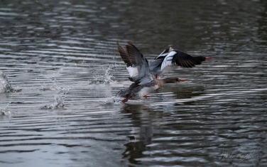 Red-Breasted-Merganser-(Mergus-serrator)