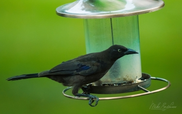 Common-Grackle-(Quiscalus-quiscula)